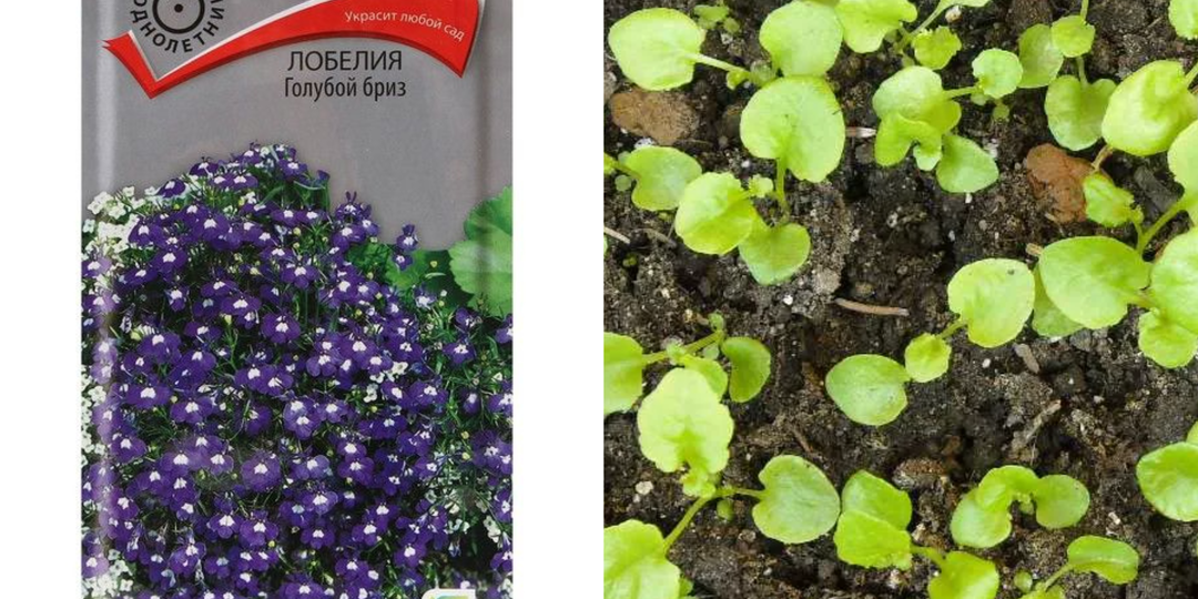 Когда сеять на рассаду однолетние цветы в 2026 году? Способы посева однолетников на рассаду, чтобы раньше зацвели