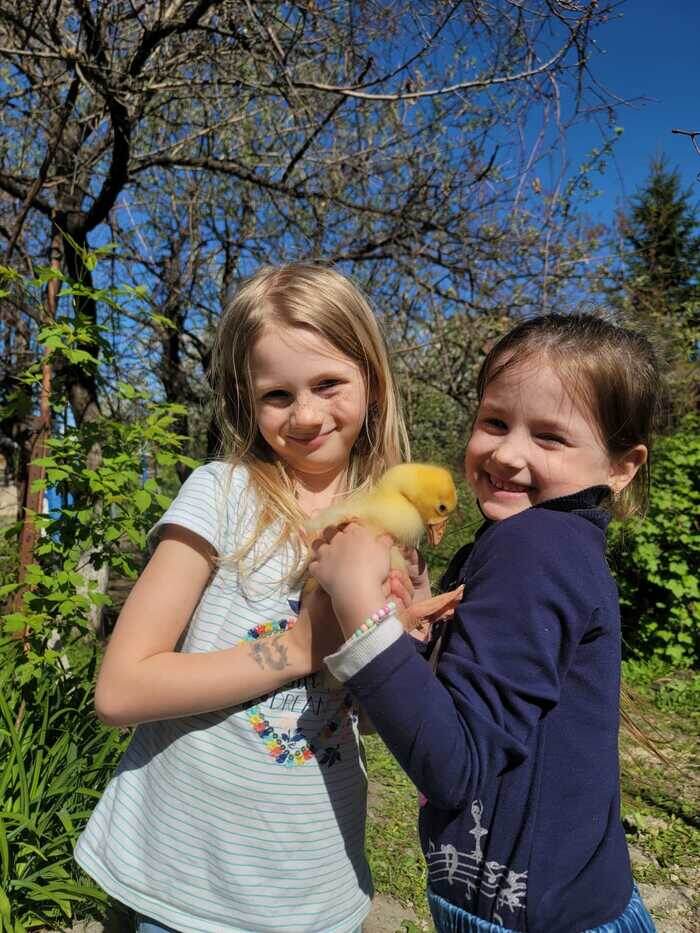 Гусенок 10 дней от роду