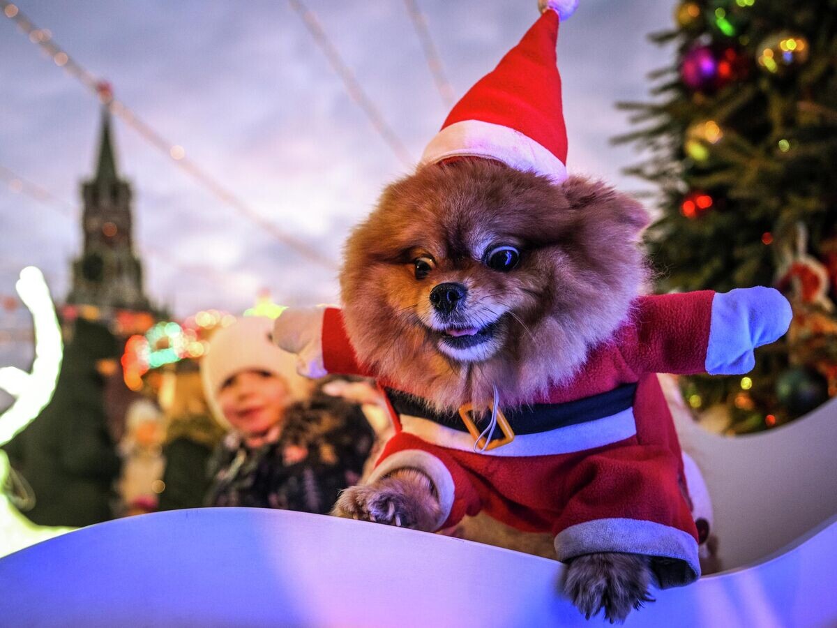    Собака в костюме Санта Клауса на новогодней ГУМ-ярмарке на Красной площади в Москве | © РИА Новости / Кирилл Зыков