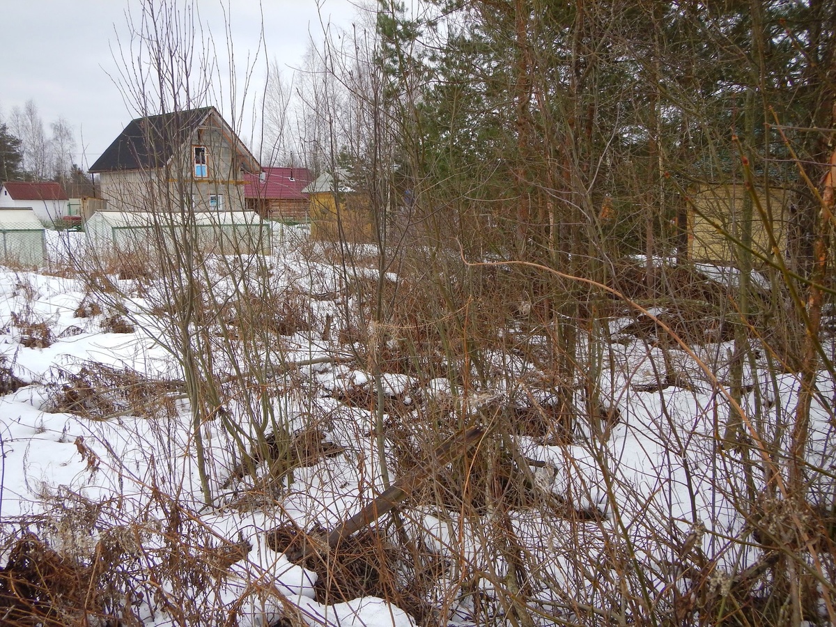 Заросший участок