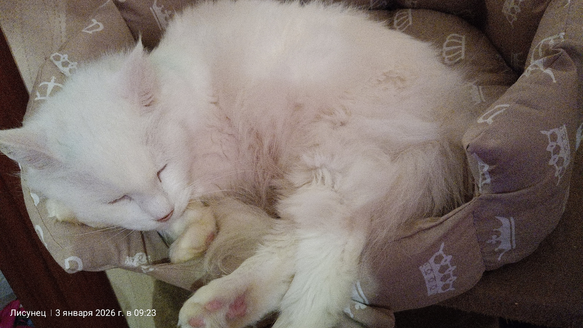 Зато мои кошарики спят.Фото автора.