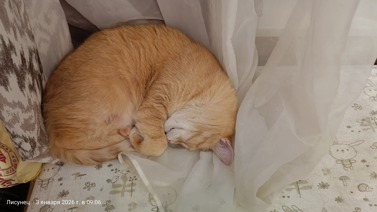 Сопят себе ,свернувшись клубочком.фото автора
