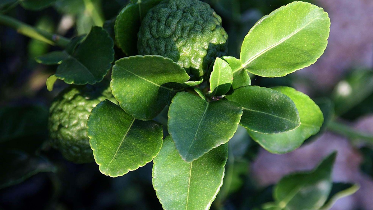 Листья каффир-лайма (кафрского лайма, макрута) — часть растения папеда ежеиглистая (Citrus hystrix) семейства Рутовые.