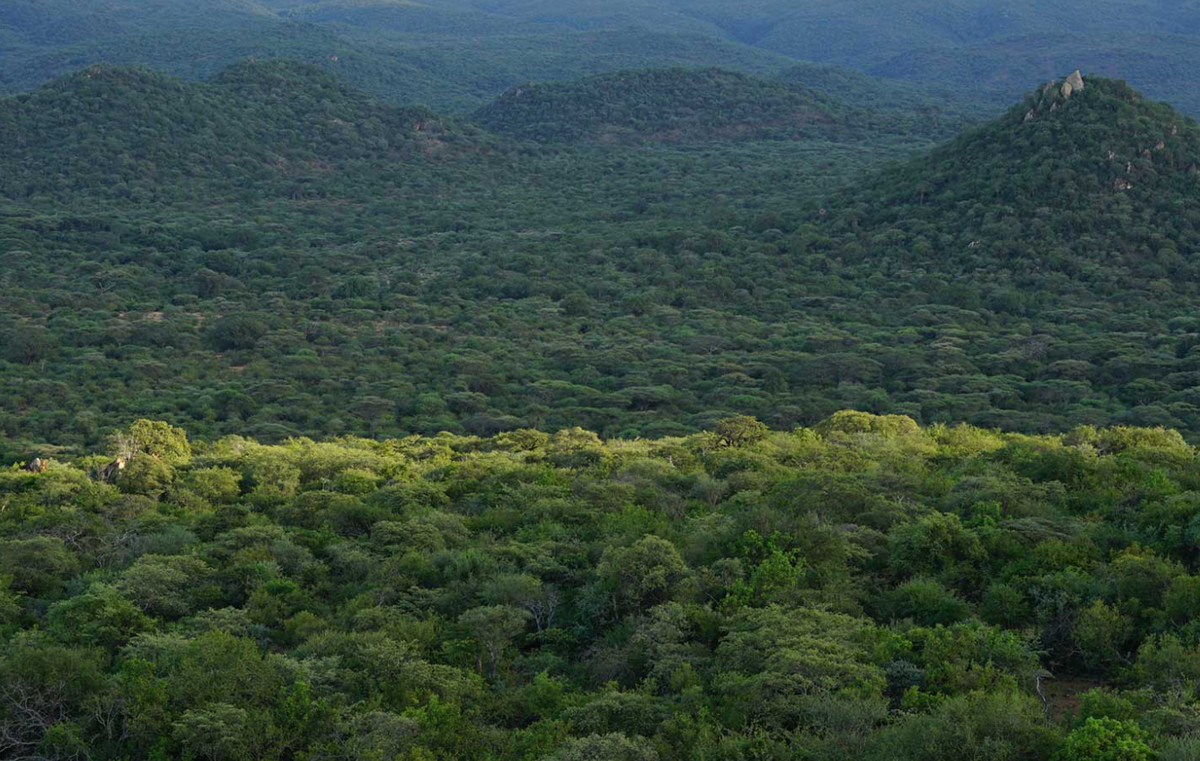 В джунглях Танзании обитает племя хадза. (Фото: www.myclimate.org).