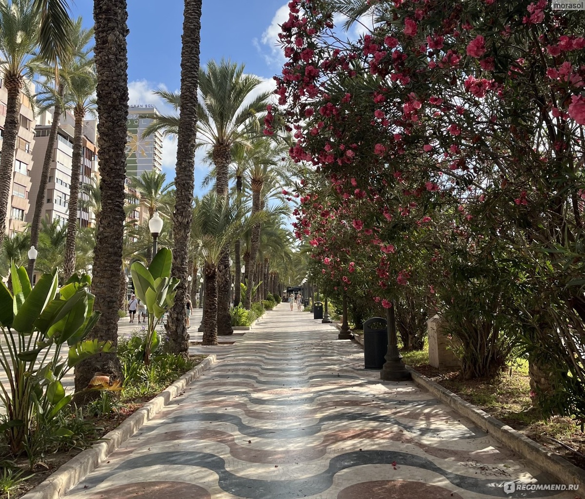 Пальмы это вам не тополя, их не кронируют