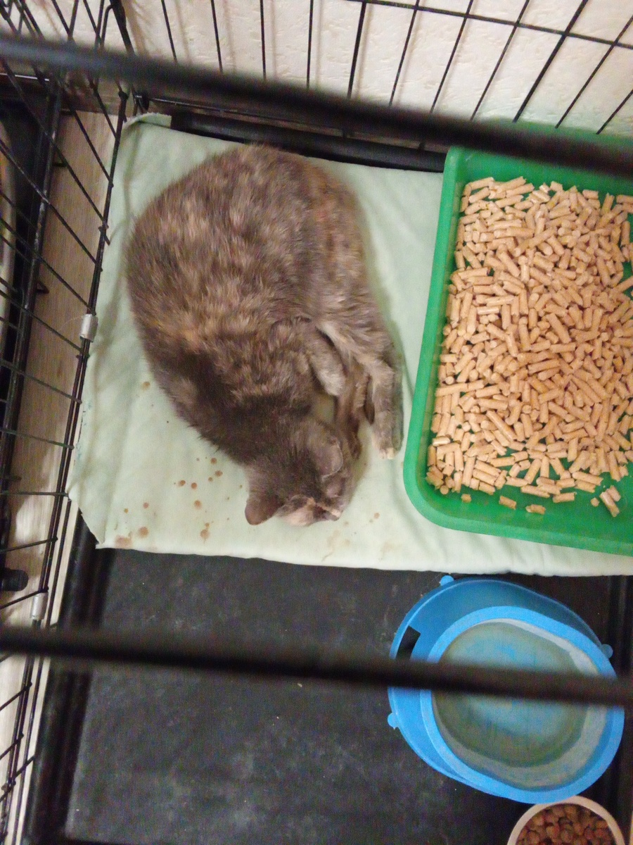 Трезцветка 