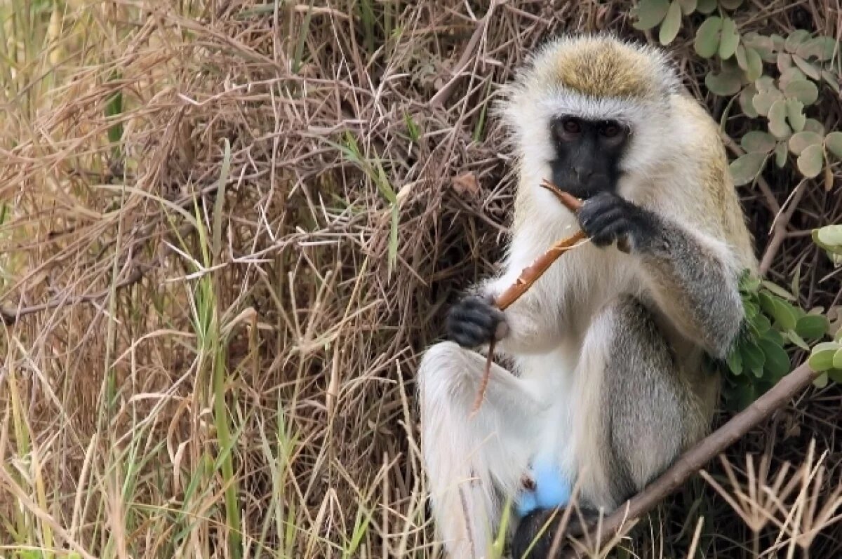    В штате Миссури разыскивают обезьян, которых заметили на улицах