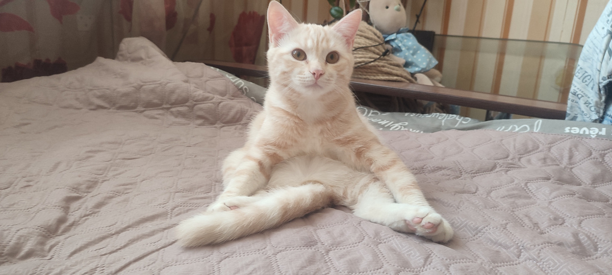 Это Персик. Сидит и делает вид, что он здесь совсем ни причём... 