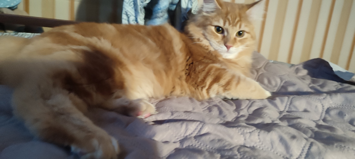 А вот и второй виновник утренних скачек 😁