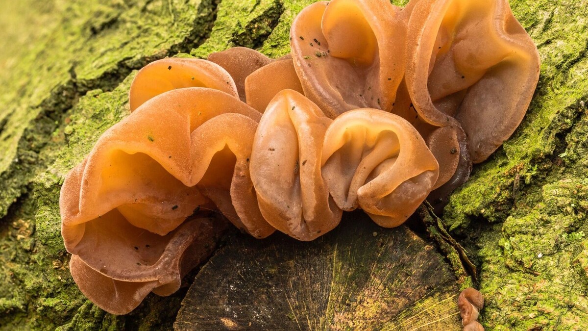    Аурикулярию во Вьетнаме называют «Кошачьим грибом».   wikimedia.org