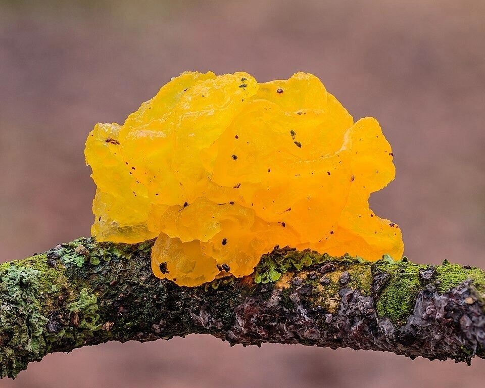    Дрожалка оранжевая напоминает желе и хорошо видна в зимнем лесу   Agnes Monkelbaan / wikipedia.org