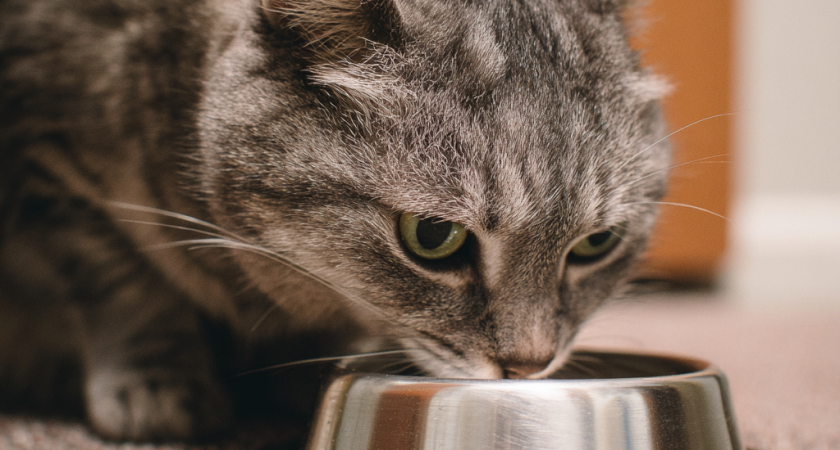    нейросеть Midjourney