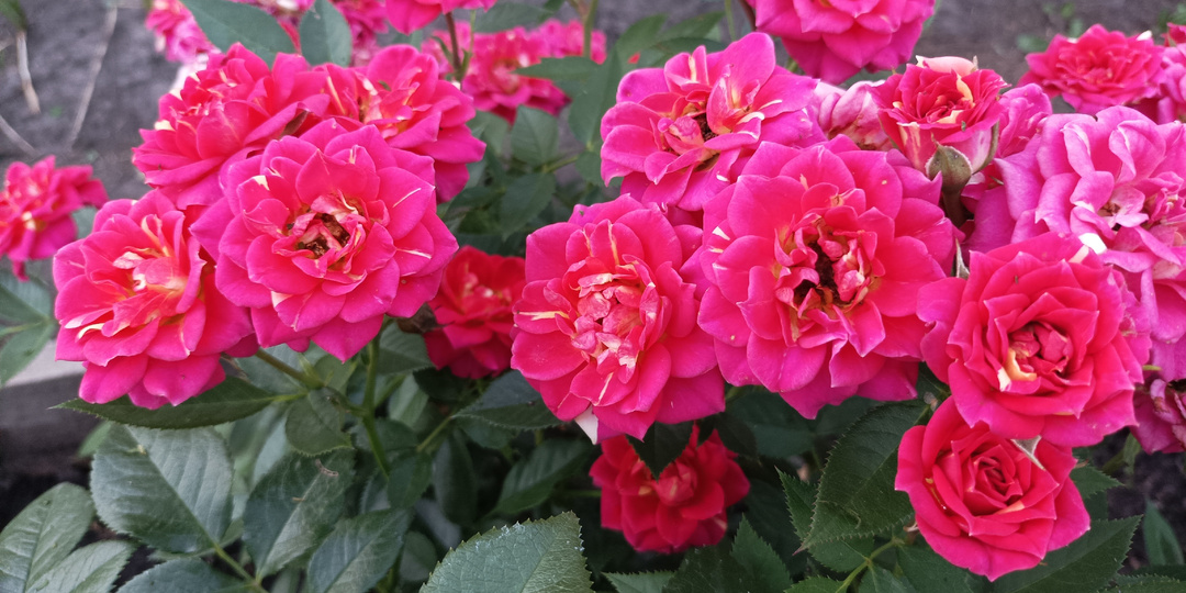 Роза Chili Clementine - такая яркая и милая малышка