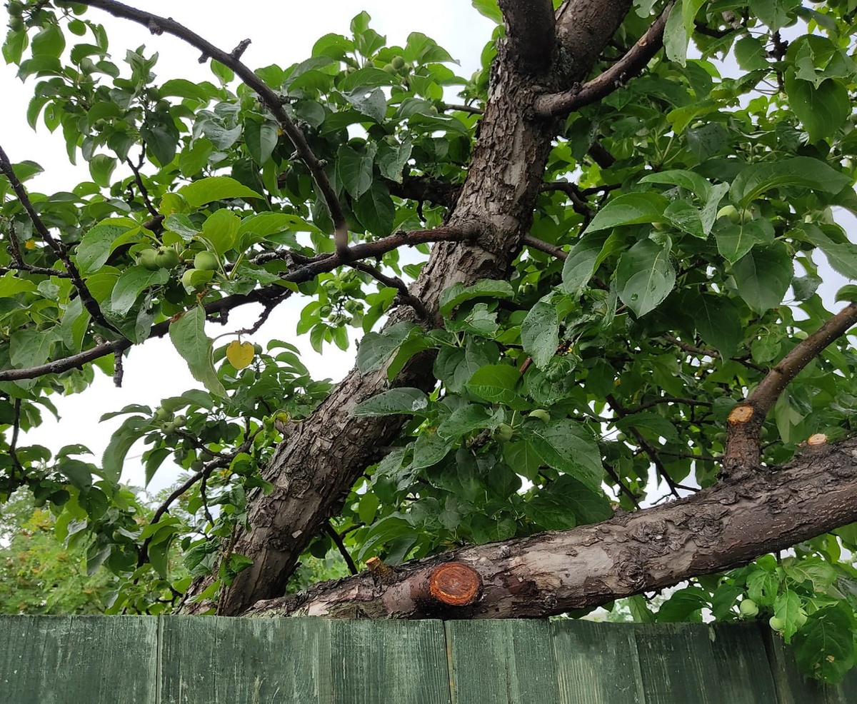 яблоня лежит на моём заборе