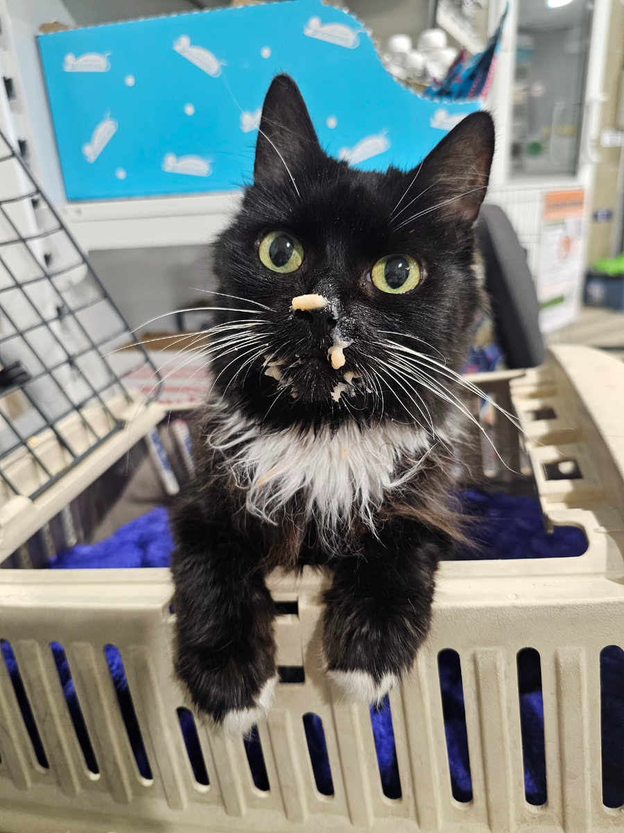 Фото автора. Таша в клинике немного покушала. На неделе будущей у нее сложная операция по удалению опухоли.