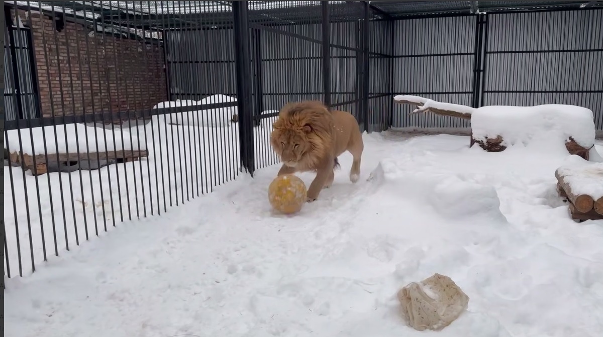    Скриншот видео Самарского зоопарка