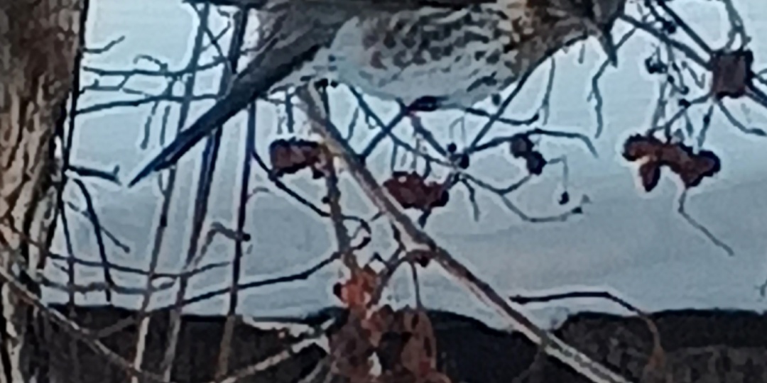 6-10 января. Сэндвич без верхнего кусочка