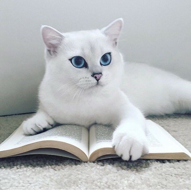 Картинка из свободного доступа