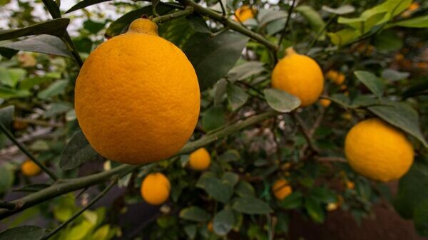    © РИА Новости Крым . Дмитрий Макеев