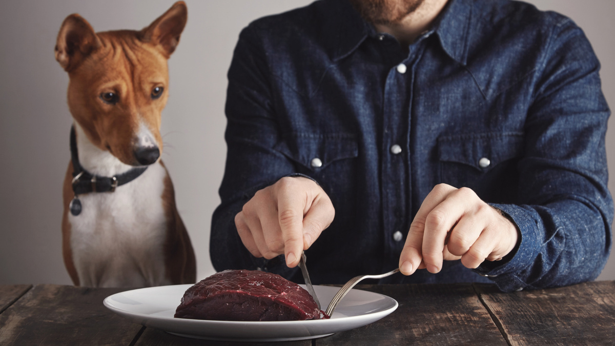 Где, как и в какой момент кормить собаку – в конечном итоге, это вопрос личного комфорта членов каждой конкретной семьи. Фото bublikhaus/freepik