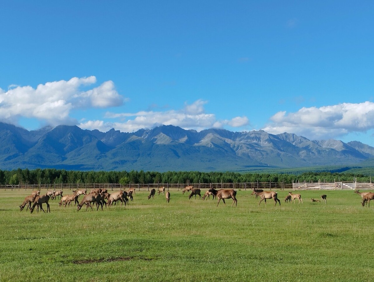 Фото: Яндекс карты. Автор: Алексей Тугутов