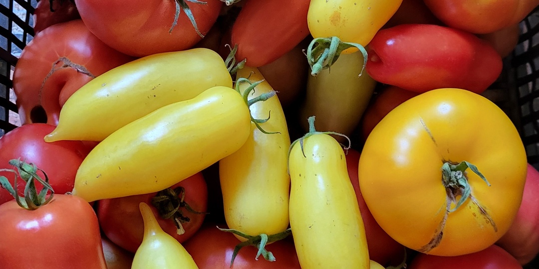 Топ-5 томатных гибридов, на которые я делаю ставку в этом сезоне