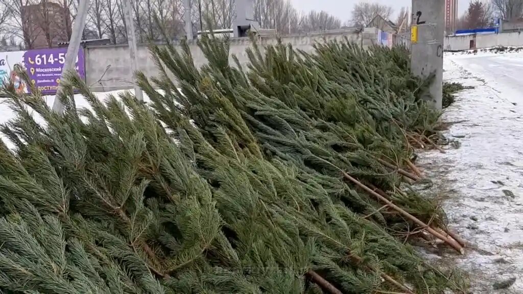 Пусть каждая выброшенная ёлка находит своего рачительного хозяина. 