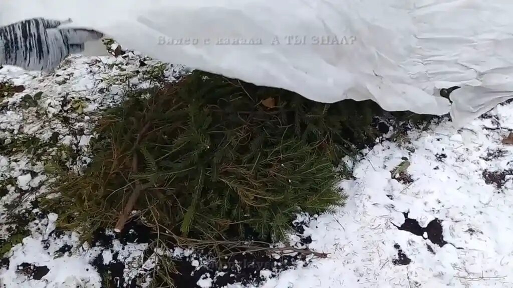 Укрываем розы. Такая у нас зима