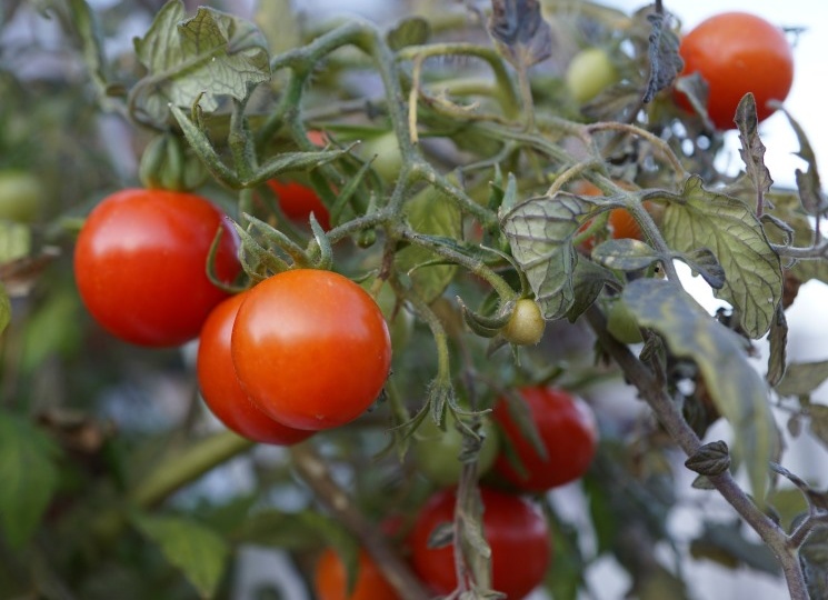 В 2025 году сбор тепличных овощей незначительно вырос