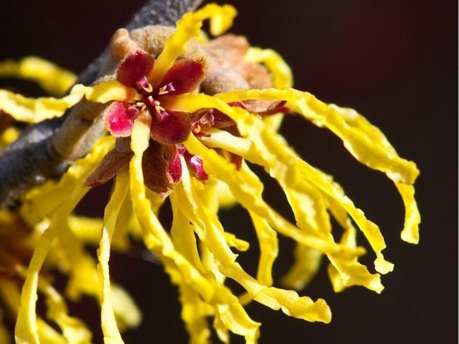 Вот такое чудо на ветках некоторых сортов этого растения может появиться даже зимой