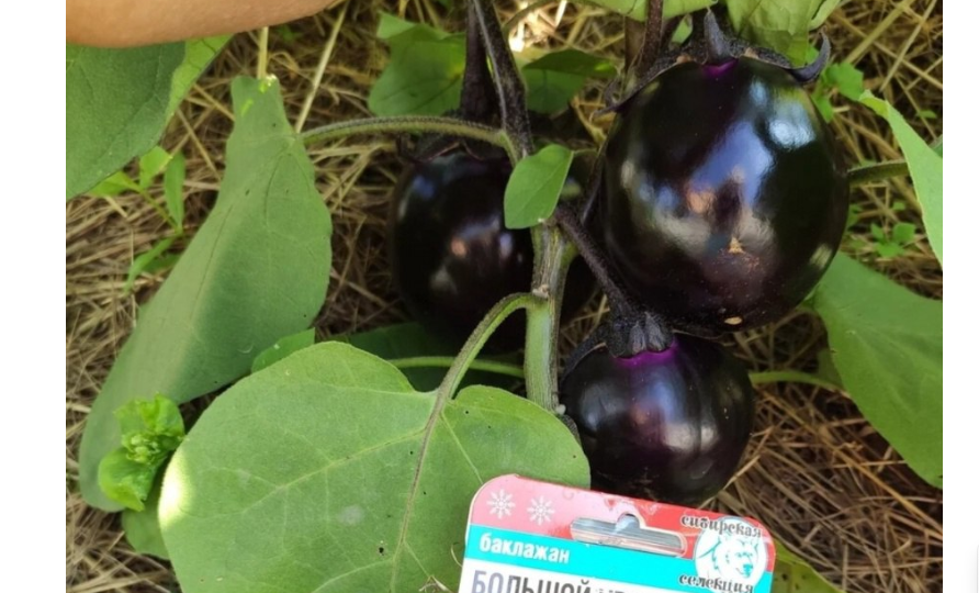 Хорошие сорта баклажанов для короткого и прохладного лета