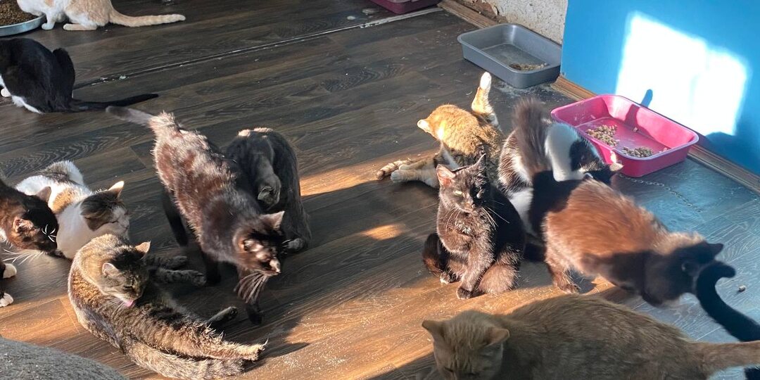 У нас закончились дрова. Ни кашу сварить, ни дома отопить.