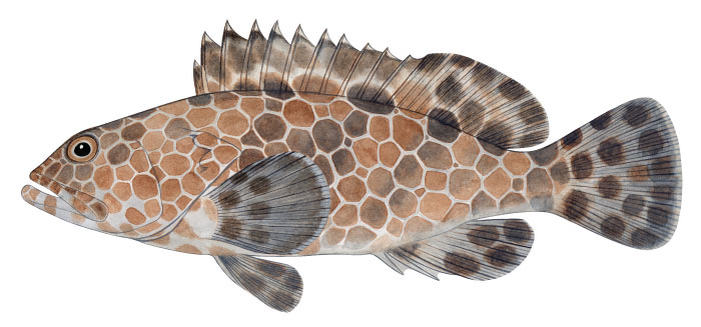 Epinephelus macrospilos