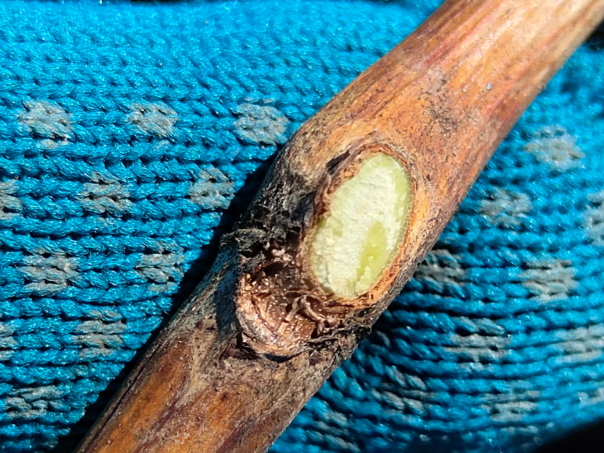 Срезанный аккуратно глазок на узле 