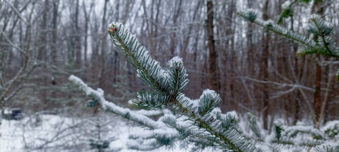 Доброе утро, куряне! Всё! Салатно-праздничный "марафон" окончен (не считая Старого НГ)! И завершается он солнечной и морозной погодой до -11