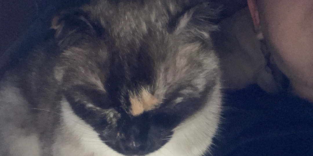 Кошка-заложница. Финал