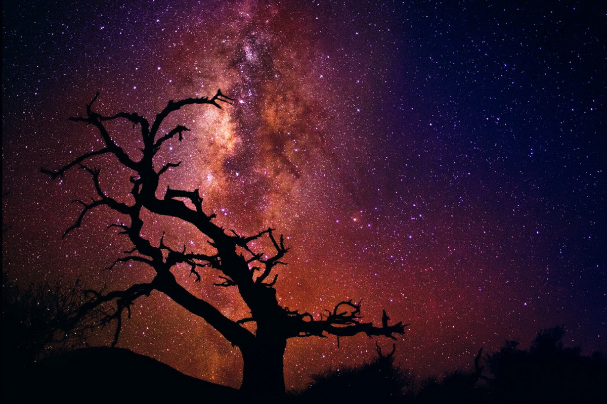 Tree of the Universe