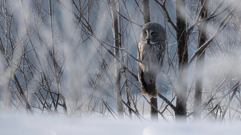     Зима в Алтайском крае Роман Алдергот