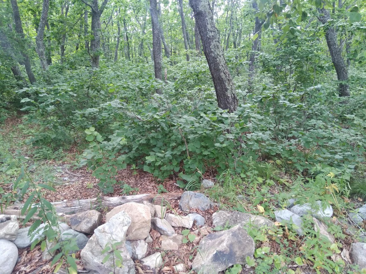 Заповедный лес