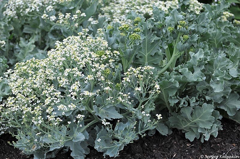 Катран приморский