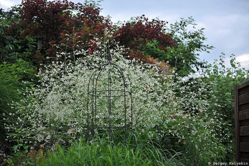 Катран сердцелистный