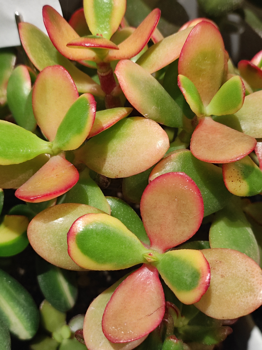 Окраска листьев денежного дерева сорта Hammel's Sunset зависит от внешних условий. Цвет может сильно отличаться, от зеленого через оранжево-желтый к красному (фото автора)