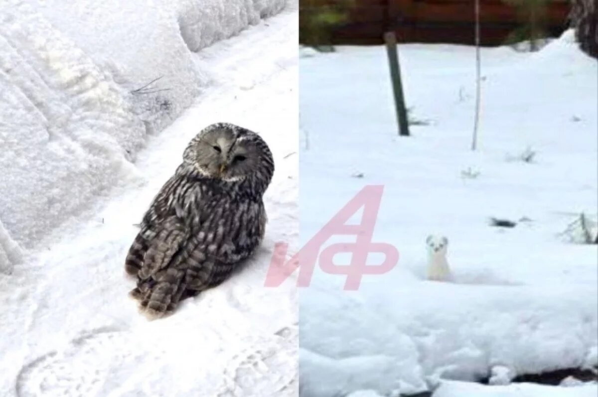    Горностай и неясыть заглянули на дачу к новосибирцам