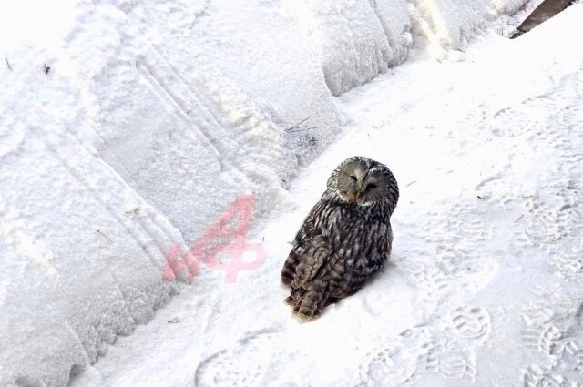    Фото: АиФ/ Владимир Мельников