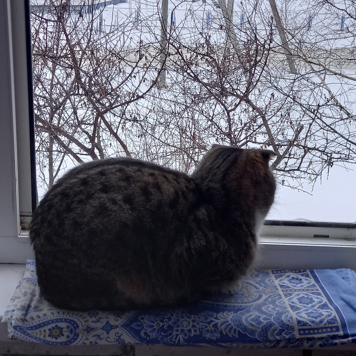 Кузя - наблюдатель