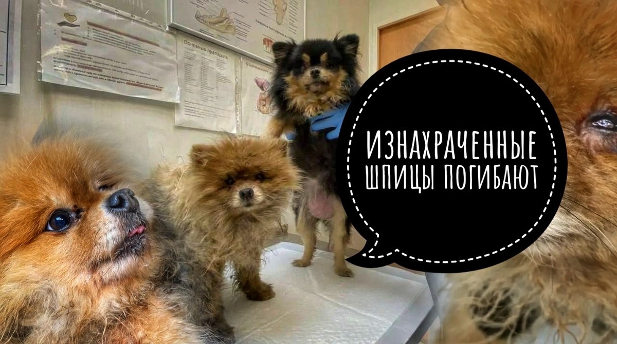 Шпицы просто изнохраченны разведенкой! Нужна помощь в спасении!