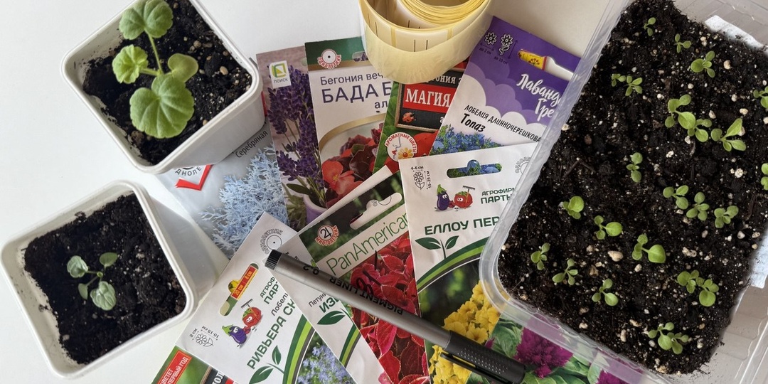 Январский посев: Какие цветы стоит посадить на рассаду уже сейчас? 🌸