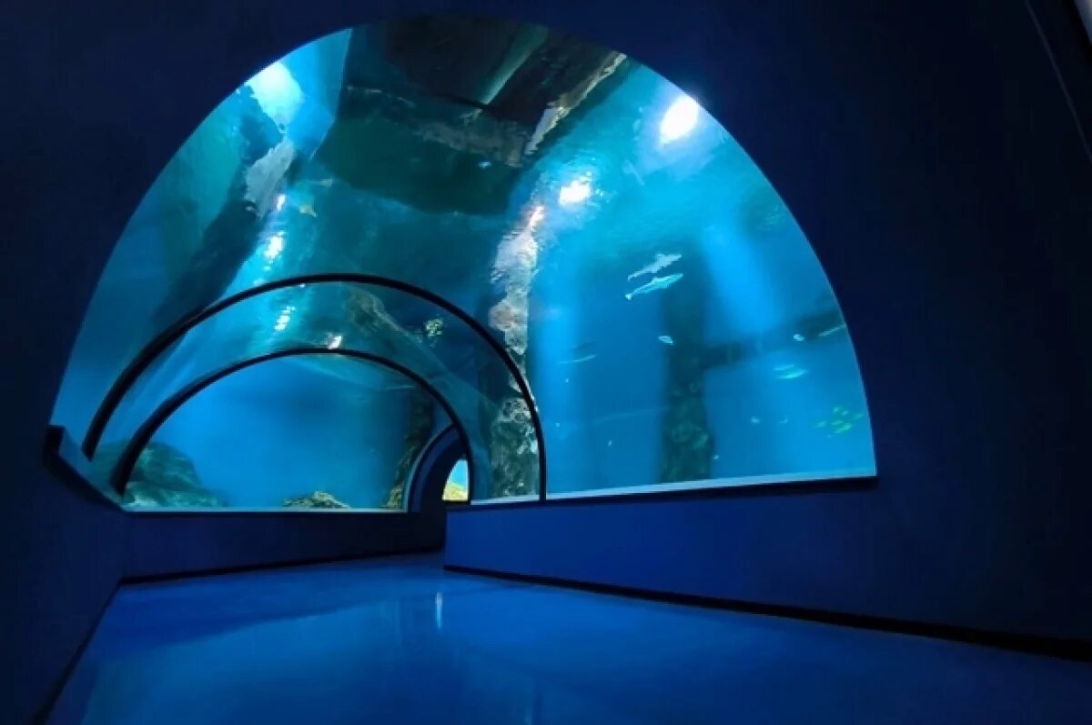    Музей Мирового океана в 2025 году посетило на 12% больше туристов