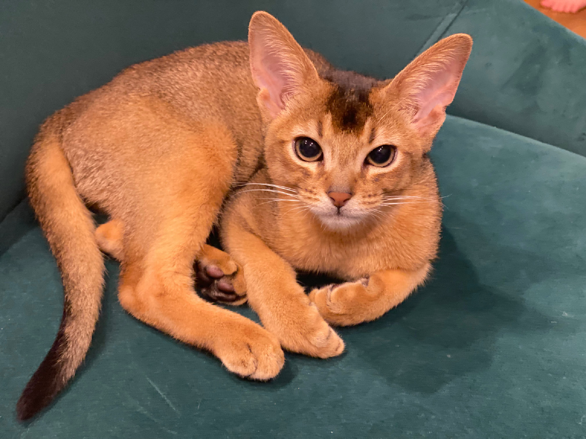 Внучкин кот. 