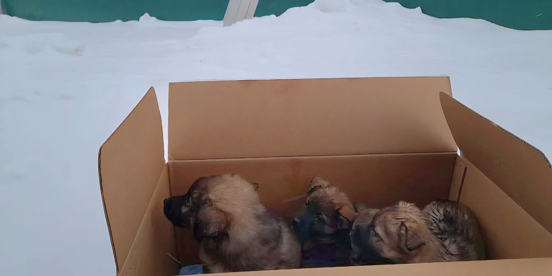 Щенки сидели в коробке на морозе и ждали конца...
